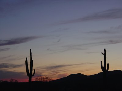 Saguaro at Sunset