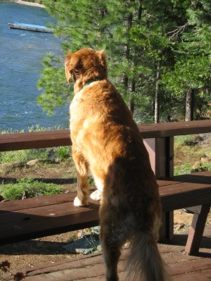 Dog Solitude
