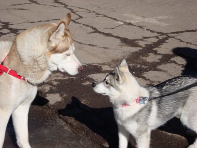 Dog Sled Races 2009