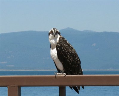 Osprey