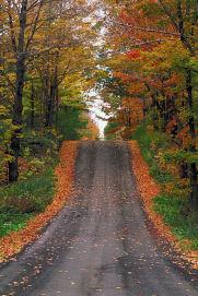 Fall Colors