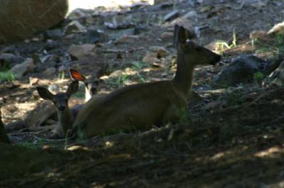 Wildlife babies