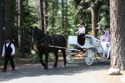 GiddyUp and Go Sleigh and Carriage Service