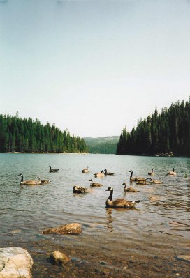 Geese on Bucks Lake
