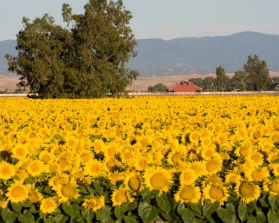 Sunflower field