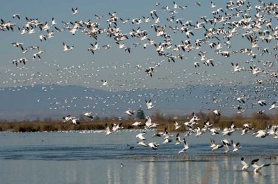 Snow Geese