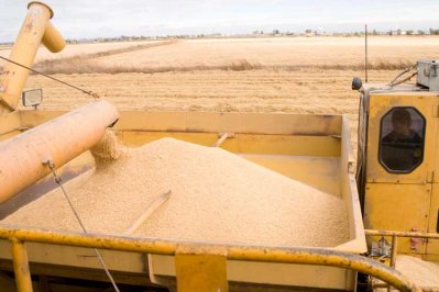 Rice Harvest