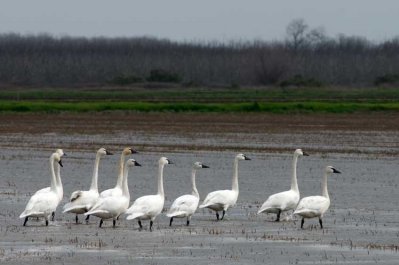 Trumpet Swans