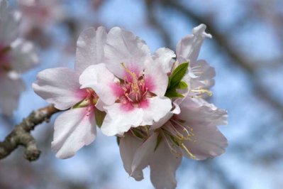 Almond Blossom