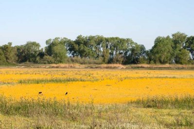 Goldfields at the refuge
