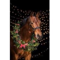 Mary's Tack, Feed and Pet Store - ATHENS, GA