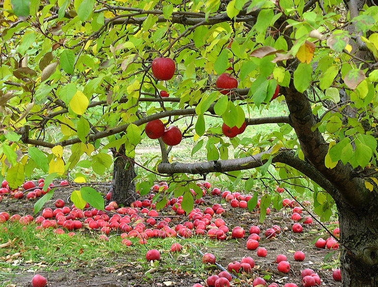 Pine Tree Apple Orchard White Bear Lake, MN